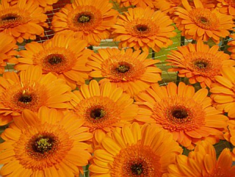 3722-kvety-ve-vaze-1